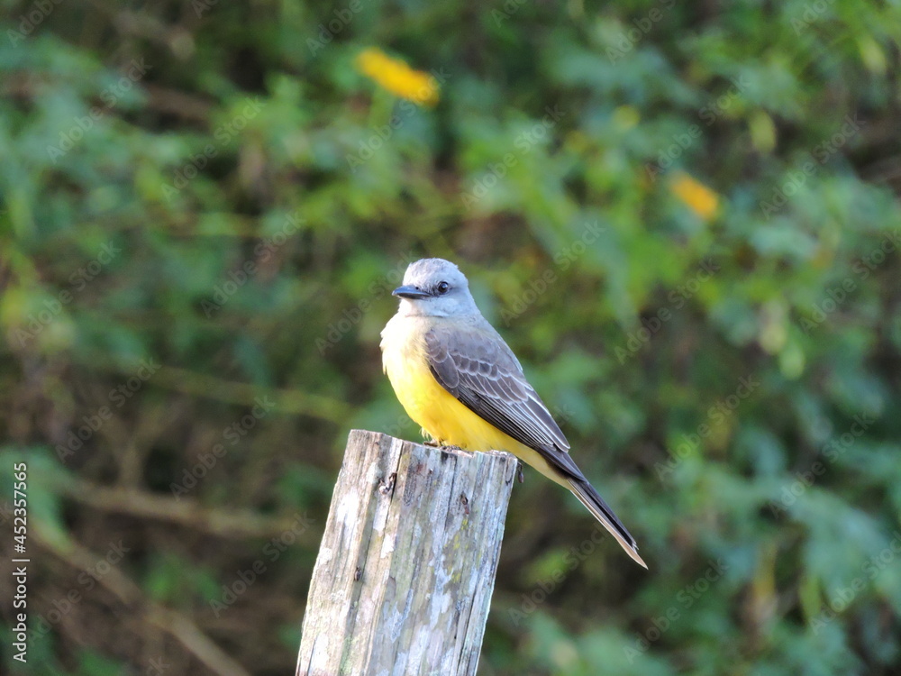 Obraz premium BEM-TE-VI OF AMAZON