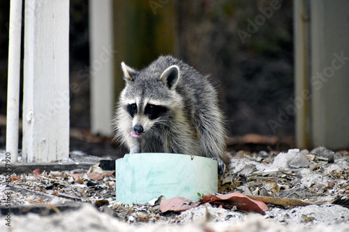 Wild Racoon Drinking in Florida