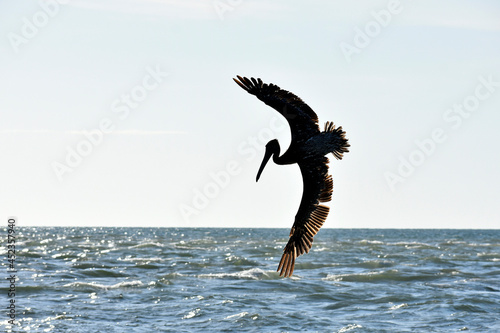 Diving Pelican in Florida (2)