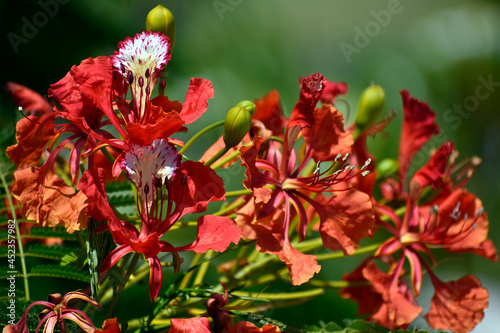 Red Wildflowers in Florida