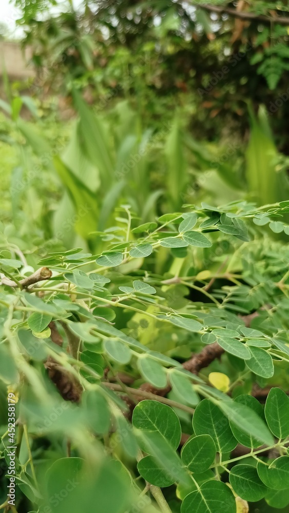 fern leaves fern leaves