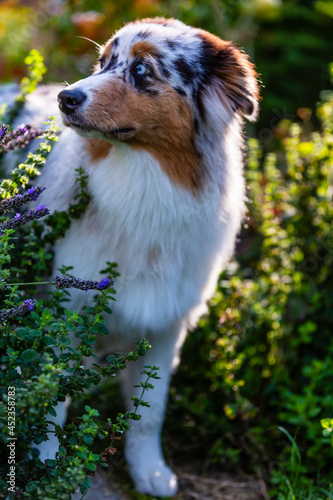 Portrait of a cute Australian Shepherd in the garden.