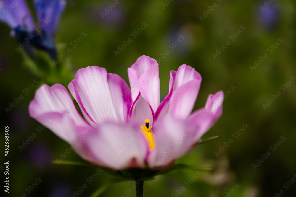 Fototapeta premium purple crocus flowers