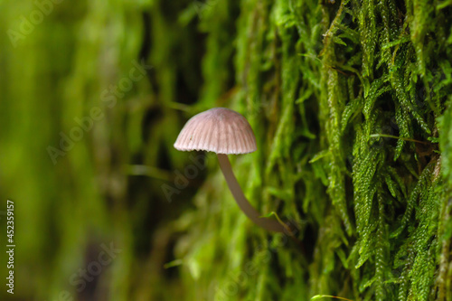 Small mushroon growing on the green forest moss