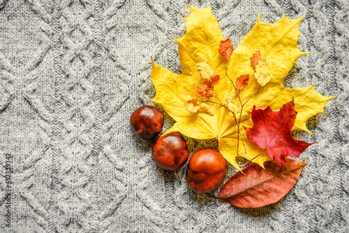 autumn yellow and red leaves of maple and cherry, and three chestnuts are located on the background of a gray cozy knitted sweater or plaid with a pigtail pattern. fall concept
