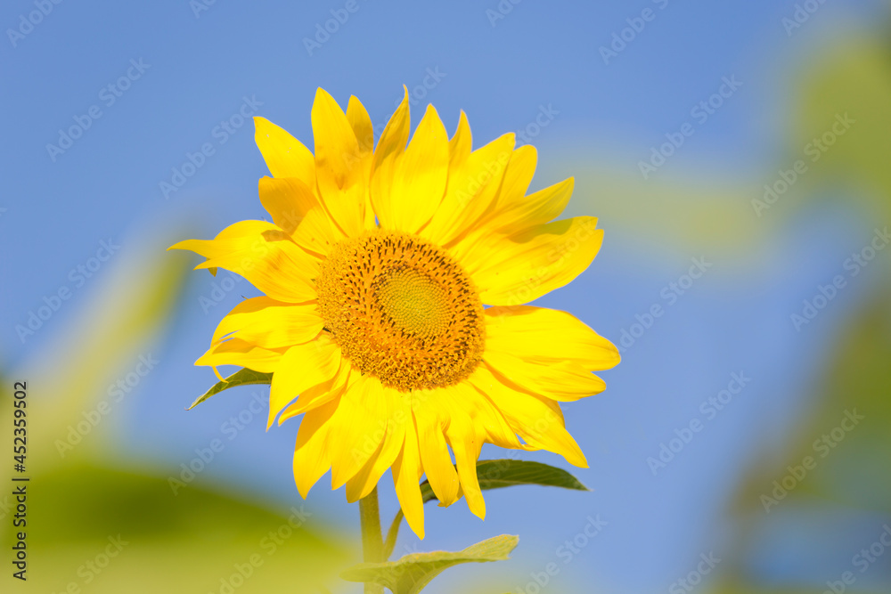Flowerhead of a yellow sunflower against blue sky Flowerhead of a yellow sunflower against blue sky