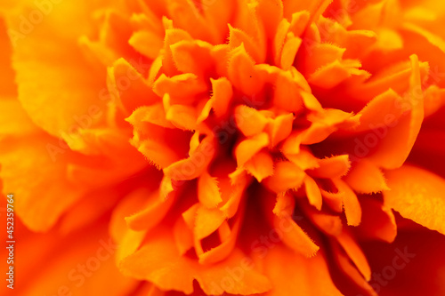 bright beautiful orange marigold flower macro close up