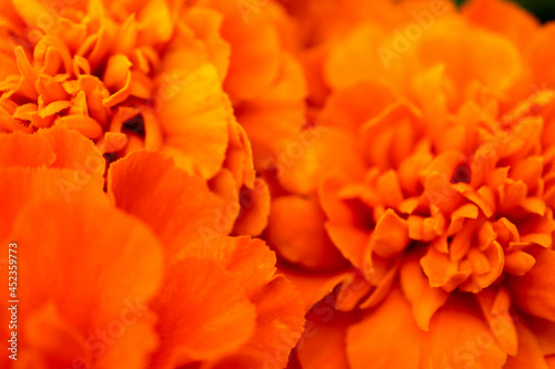 bright beautiful orange marigold flower macro close up