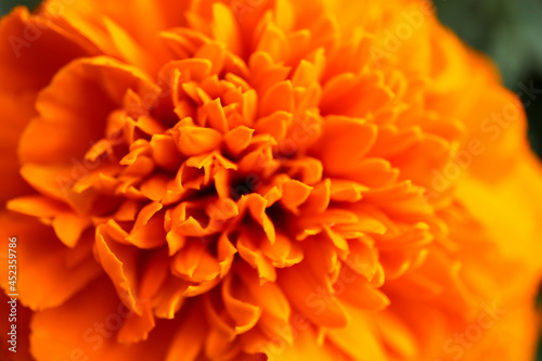 bright beautiful orange marigold flower macro close up © Sergei Timofeev
