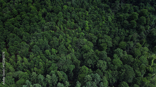 Flight over a dense forest - wonderful nature - landscape photography © 4kclips