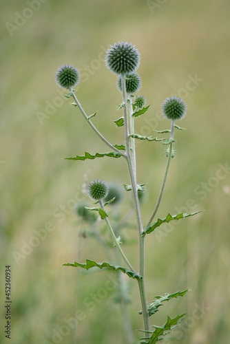 Echinops sphaerocephalus is a glandular, woolly perennial herbaceous plant.
