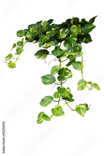 Obraz na plátně Heart shaped green variegated leave hanging vine plant bush of devil’s ivy or golden pothos (Epipremnum aureum) popular foliage tropical houseplant isolated on white with clipping path