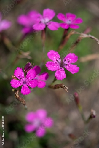 Dianthus deltoides - Spotted Carnation - in folk medicine, aromatic carnations are prepared from carnation, which help with colds and have a calming and calming effect on the nerves.