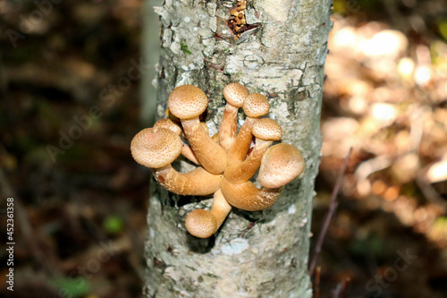 mushrooms grow on an old tree in the forest