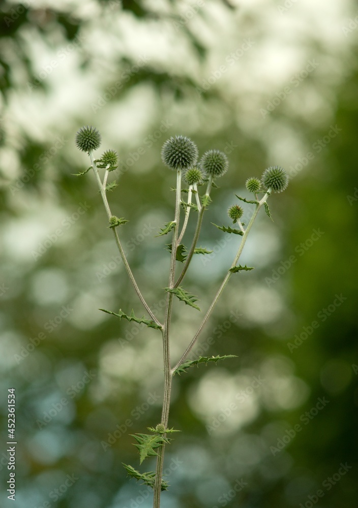 Echinops sphaerocephalus is a glandular, woolly perennial herbaceous plant. Echinops sphaerocephalus is a glandular, woolly perennial herbaceous plant.