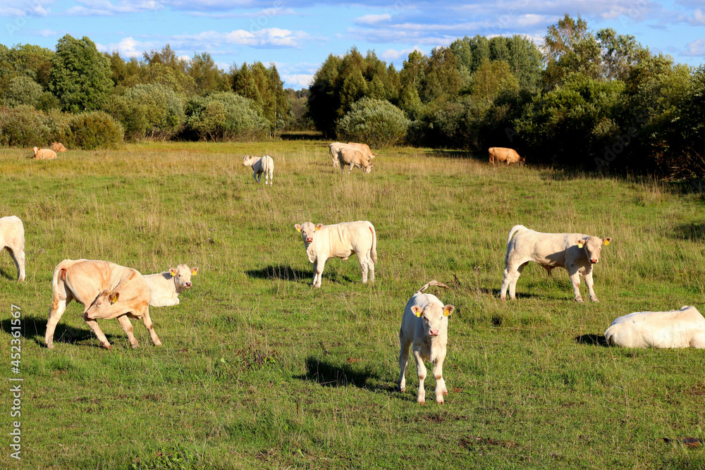 Cows in a farm field graze