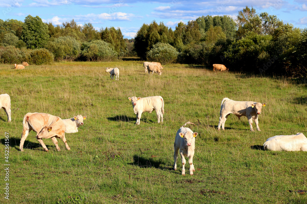 Fototapeta premium Cows in a farm field graze