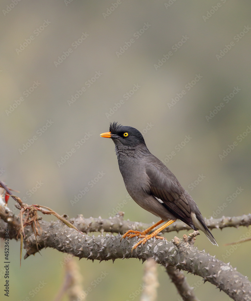 Portrait of jungle myna.jungle myna is a myna, a member of the starling family. Portrait of jungle myna.jungle myna is a myna, a member of the starling family.