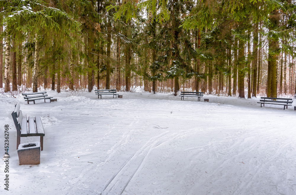 Obraz premium Winter landscape of the park of the city of Pavlovsk. St. Petersburg.