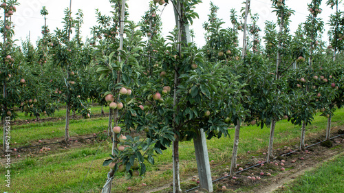 Fruit trees with a harvest of ripe red apples at the end of the summer season. Fresh green grass grows between long rows of fruit trees. Agriculture. 
