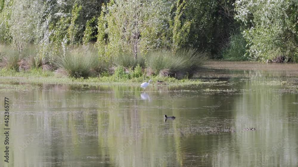 White Little Tufted Heron Looking for its Preys in a Pond - slow motion White Little Tufted Heron Looking for its Preys in a Pond - slow motion