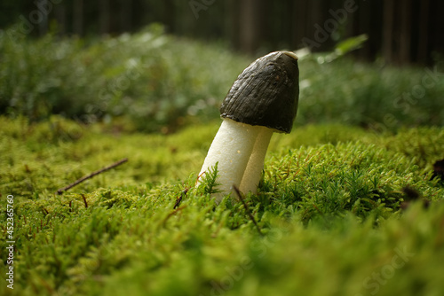 Phallus impudicus mushroom growing on lush green moss