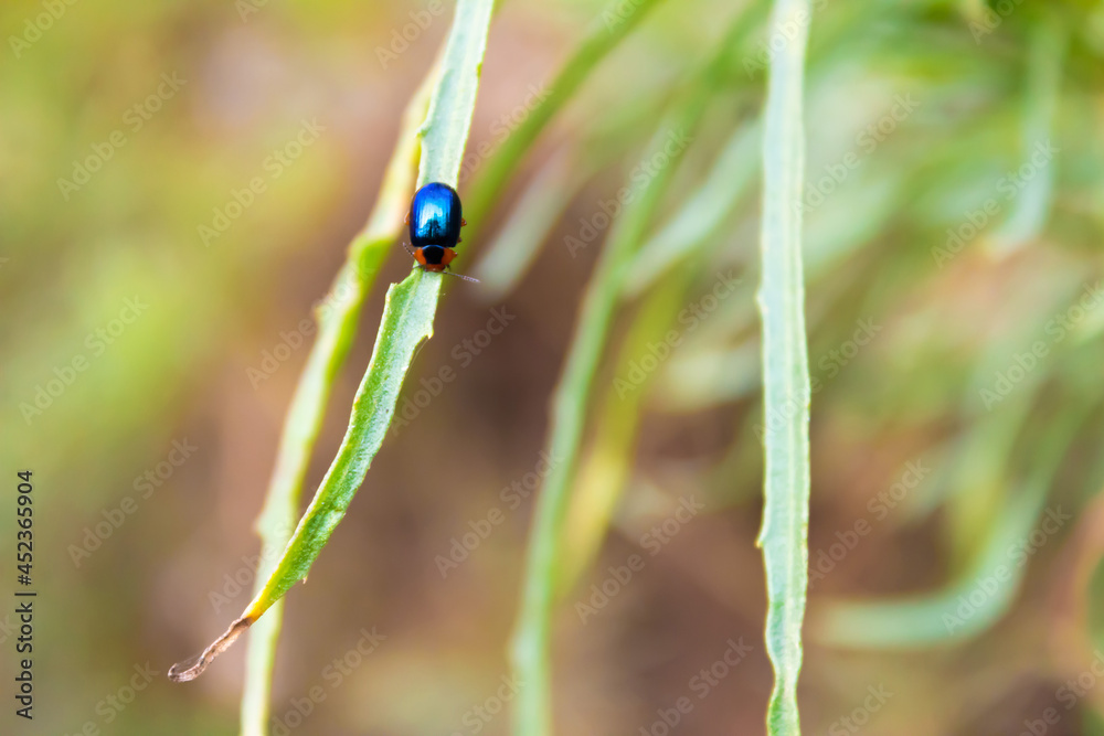 Close up photograph of a black and orange leaf beetle. Unfocused background. Close up photograph of a black and orange leaf beetle. Unfocused background.