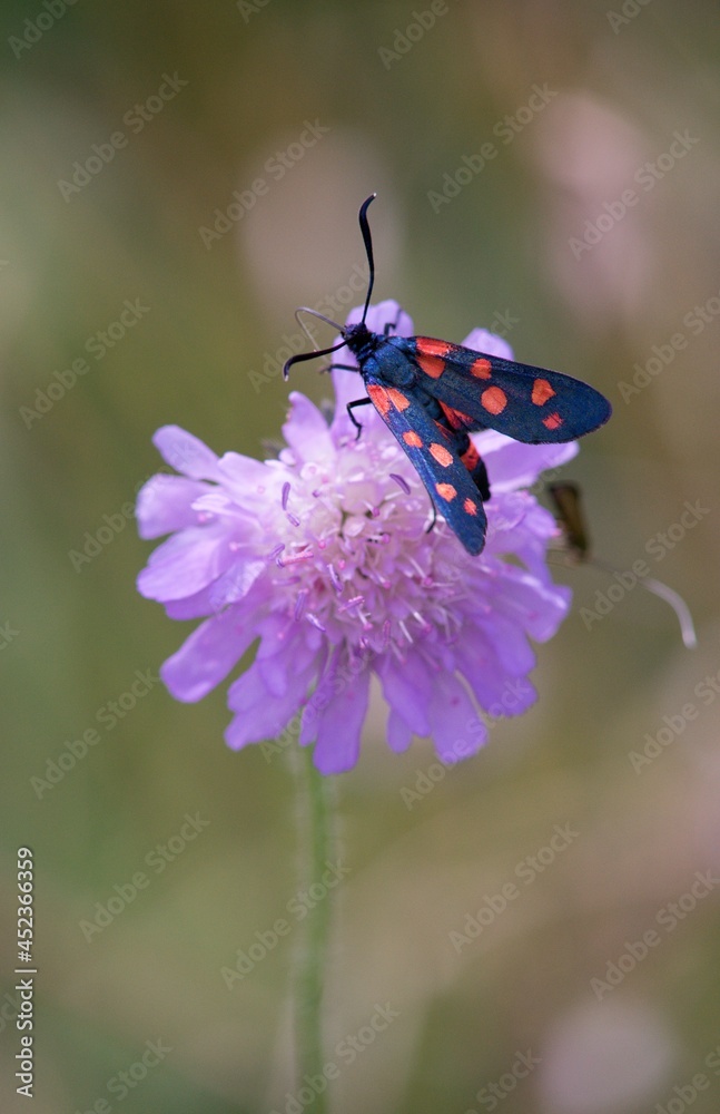 Butterfly sitting on a flower on a summer meadow. Butterfly sitting on a flower on a summer meadow.