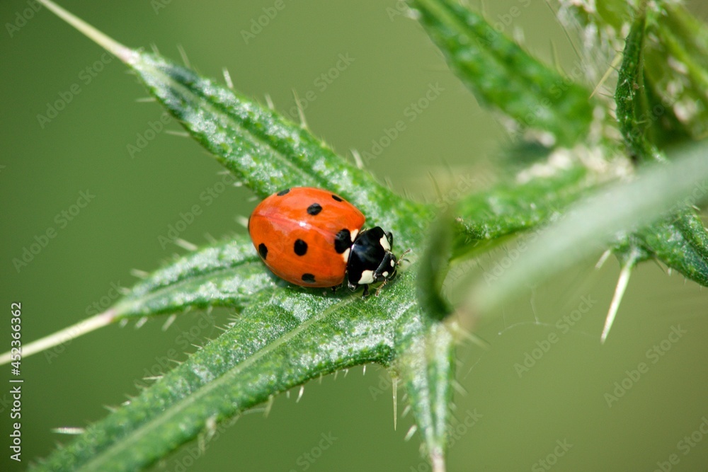 ladybird on a leaf ladybird on a leaf