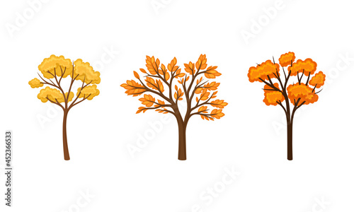 Yellow autumn trees set. Fall tree for garden, park and forest landscape design vector illustration