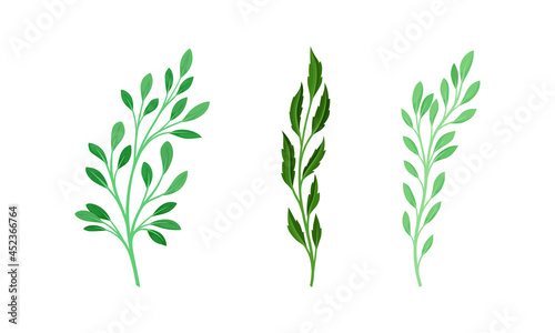 Green forest, garden or meadow plants set. Greenery foliage natural herbs vector illustration