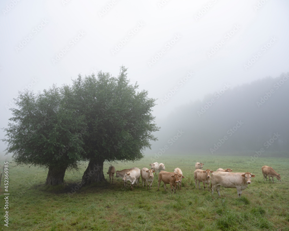 blonde d'aquitaine cows in misty morning meadow near river seine in northern france
