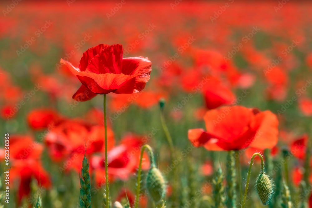 Obraz premium le coquelicot