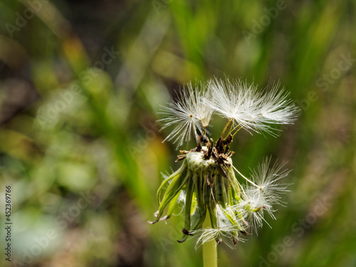 The last seeds in parent house