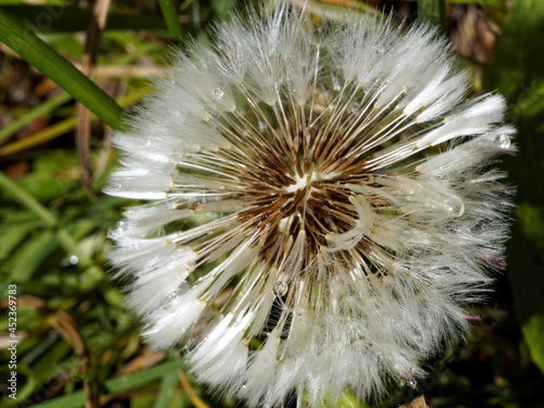 Head of Common dandelion with water drops close-up
