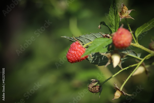 Red raspberry on a bush