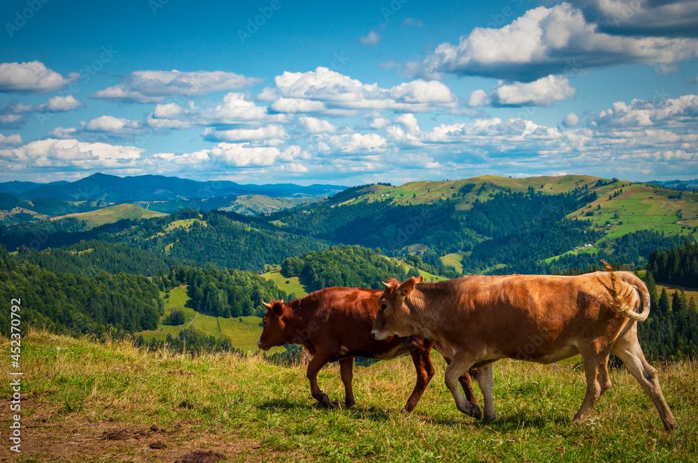 cows graze in the mountains on the slopes of the hills, a beautiful landscape from the height of the mountains. High quality photo cows graze in the mountains on the slopes of the hills, a beautiful landscape from the height of the mountains. High quality photo
