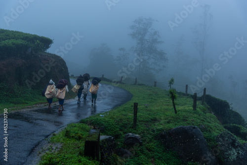 A rainy day at Munnar photo