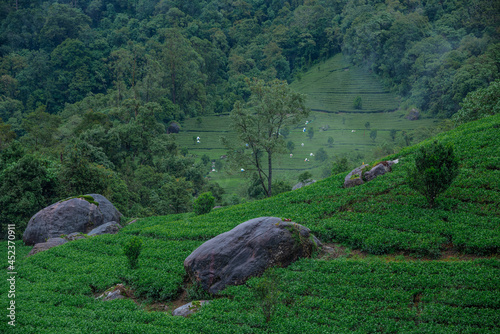 Tea Gardens of Munnar photo