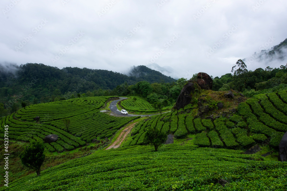 munnar tea plantations