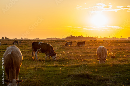 Kühe und eine Kuhherde im Sonnenuntergang mit einem leichtem Nebel am Horizont © Noah
