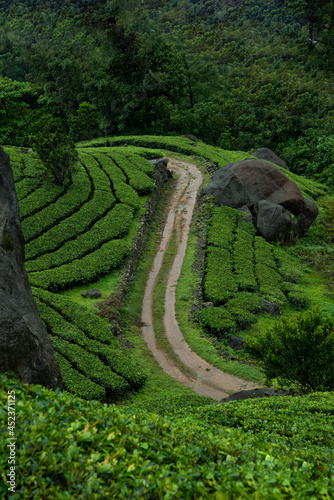 munnar tea plantations photo