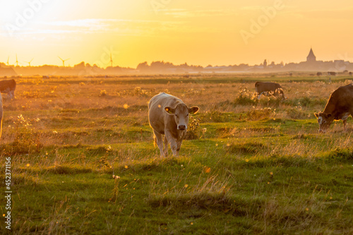 Kühe und eine Kuhherde im Sonnenuntergang mit einem leichtem Nebel am Horizont