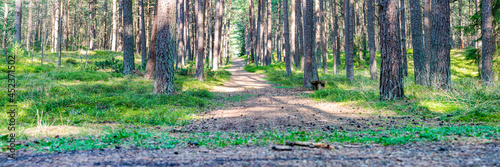Path in the forest. Path in the summer forest at dawn. Nature panorama for print. A path in a green forest stretching into the distance © SERSOLL