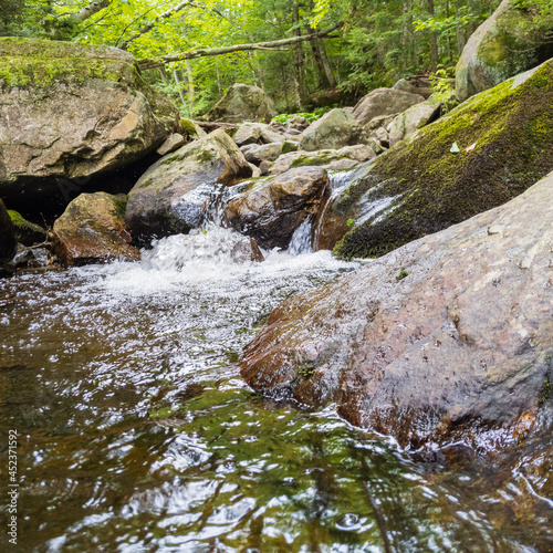 river in the forest
