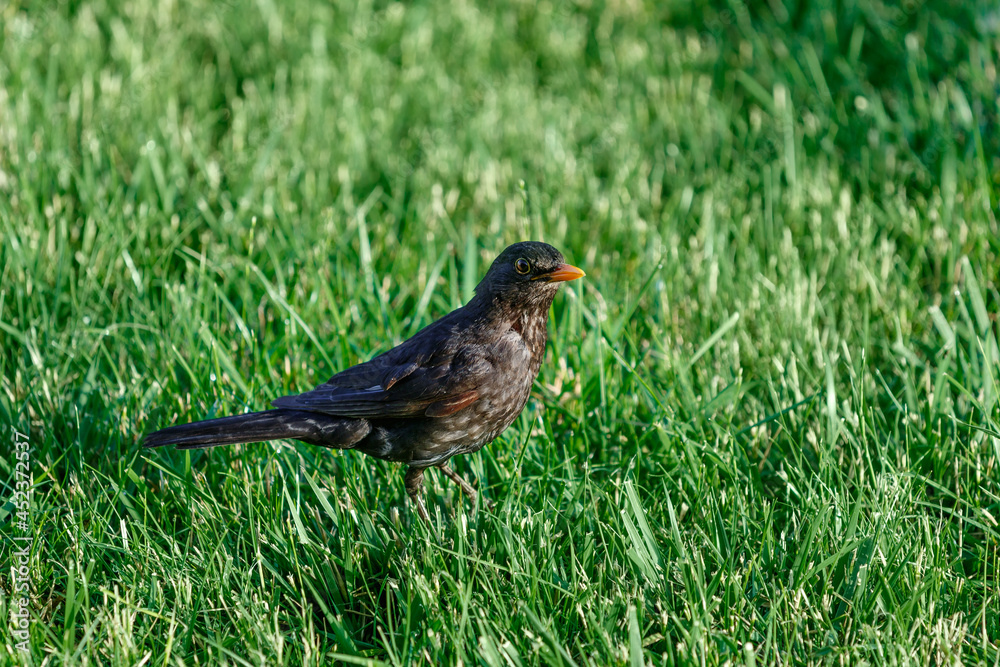 Curious young starling is on a green meadow. Curious young starling is on a green meadow.