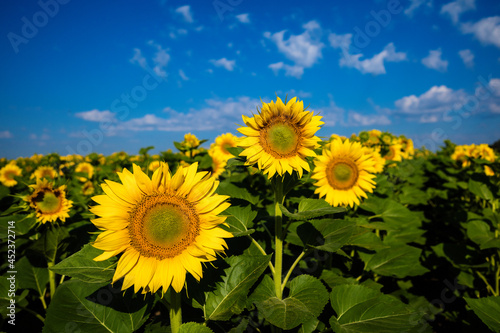 three young yellow sunflowers stand in a field against a blue sky with clouds. Horisontal format. Close-up.