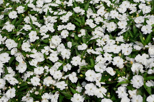 Fotografie A ground covered with white color of New Guinea Impatiens flowers