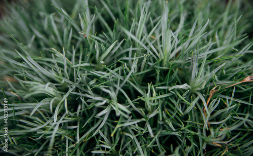 Background of grass leaves.Natural texture. The beauty in nature.