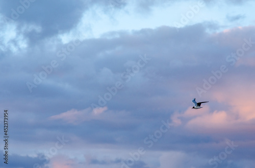 birds in the sky - Black-headed gull (larus ridibunudus) and storm clouds